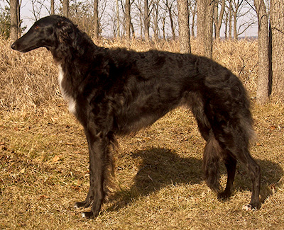 Top Obedience Borzoi 2008